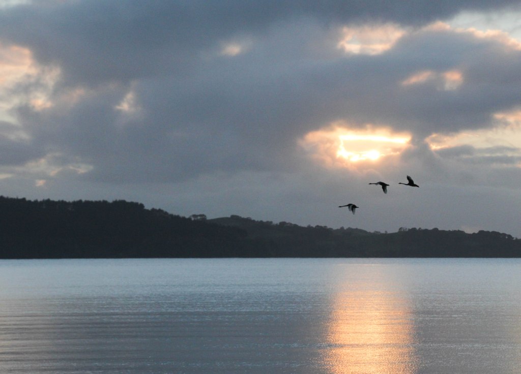 Geese crossing Kawau Bay at sun rise. 10x12 canvas $200