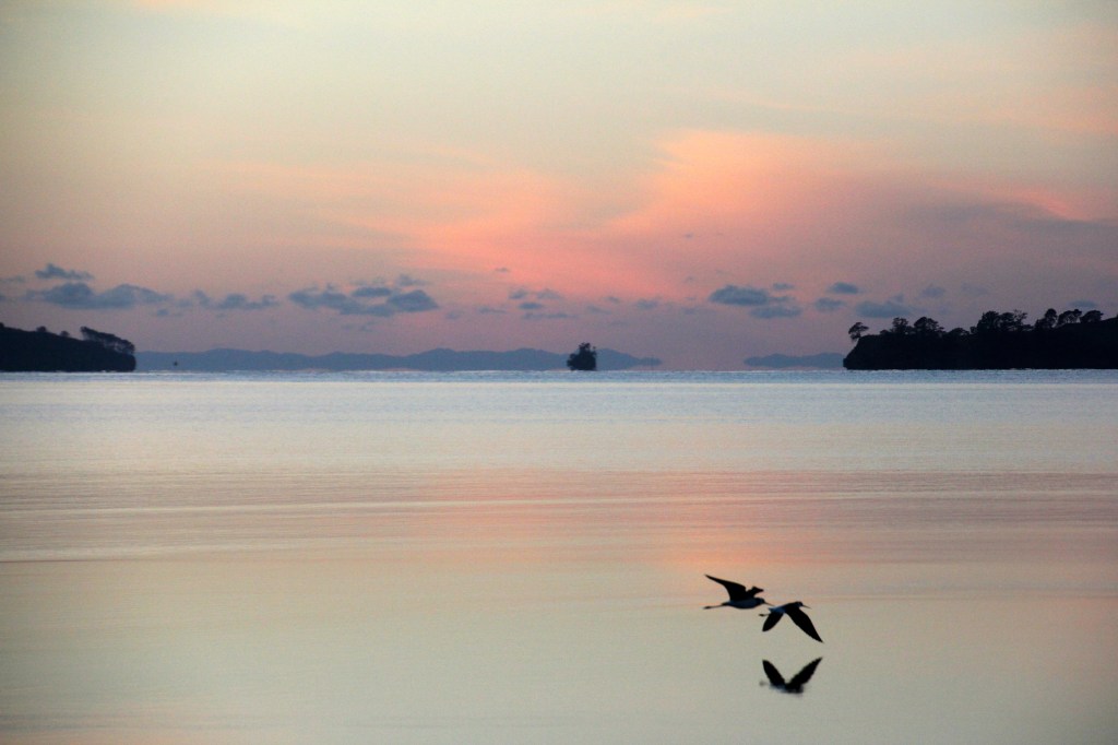 Pied Stilts crossing Kawau Bay 10x12 canvas $300