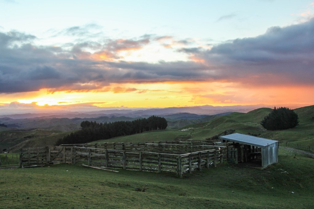 Sun set on the sheep yards taken looking west from Mt Curl in the Rangikei. 10x12 canvas $200