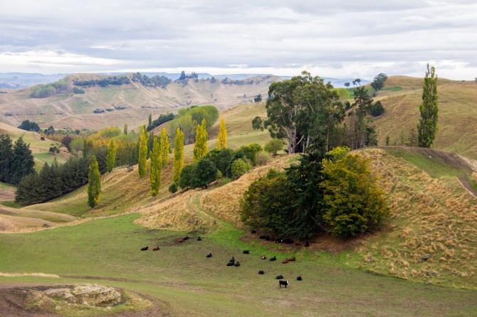 Cows and trees, pastoral farm land in the middle of nowhere, upper Rangitikei.