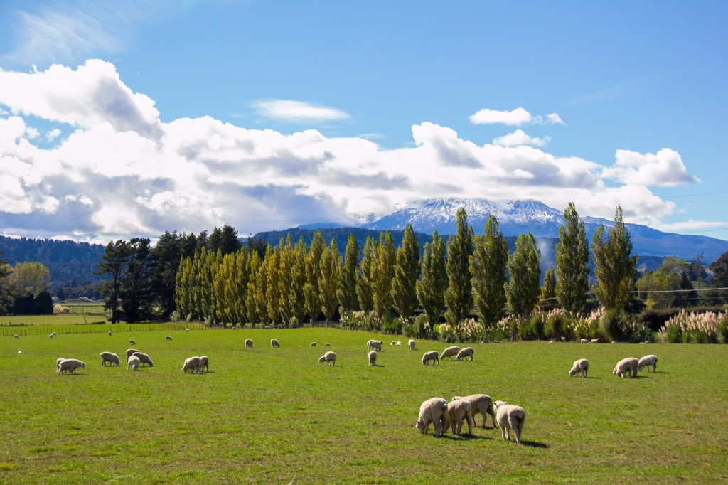 Look, a photo of New Zealand. Literally.