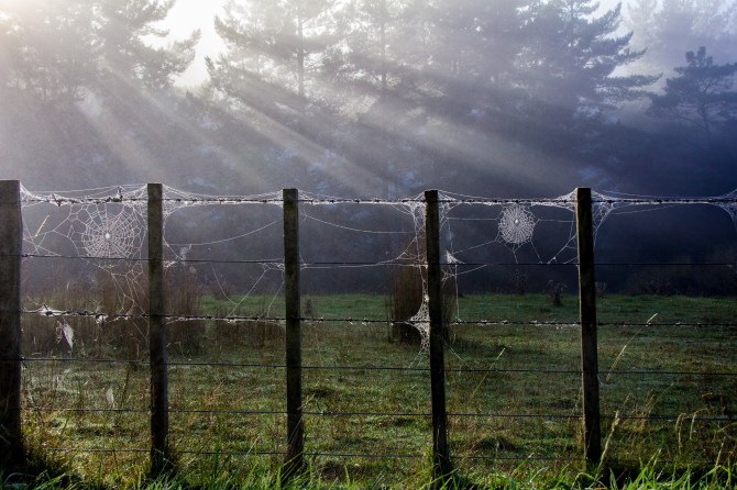 Early morning sun, mist, trees, fence and spiders webs combine for a this arty number. It reminds New Zealanders of when they were little, apparently grown ups don't look for dewy spiders webs. 