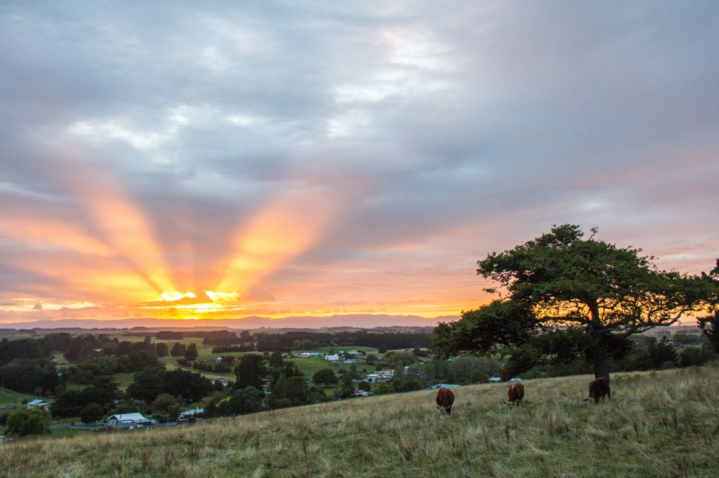 You've heard of the Verve song, 'The drugs don't work'? This is the rural version 'The cows don't care'. Sunrise in the Manawatu. 