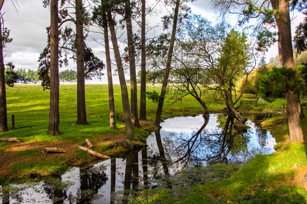 Small pond nowhere in particular. I liked the reflections.