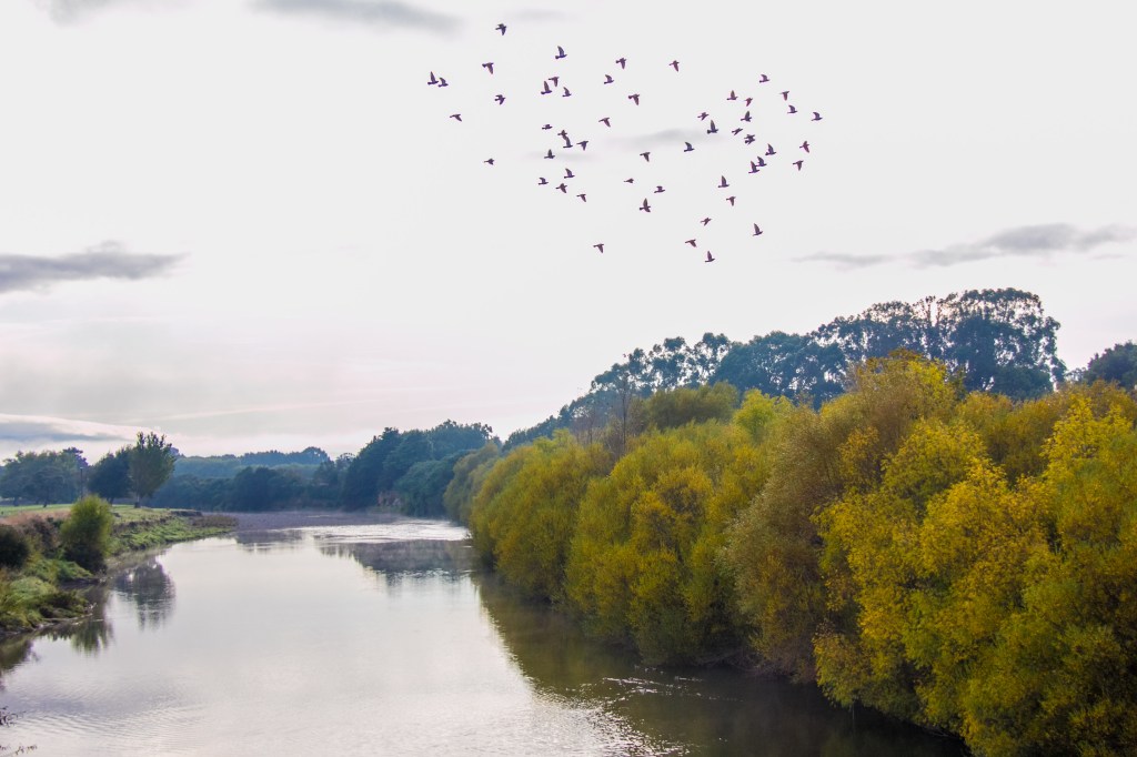 I disturbed some pigeons when I stood on their bridge. They kindly made my shot more attractive