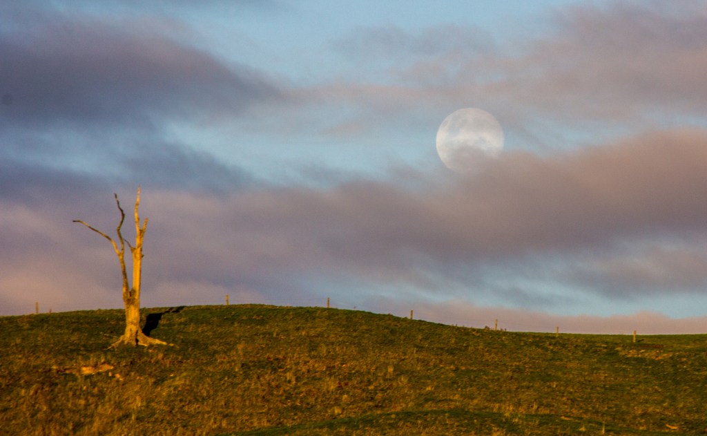 Full Moon, dead tree, moody evening