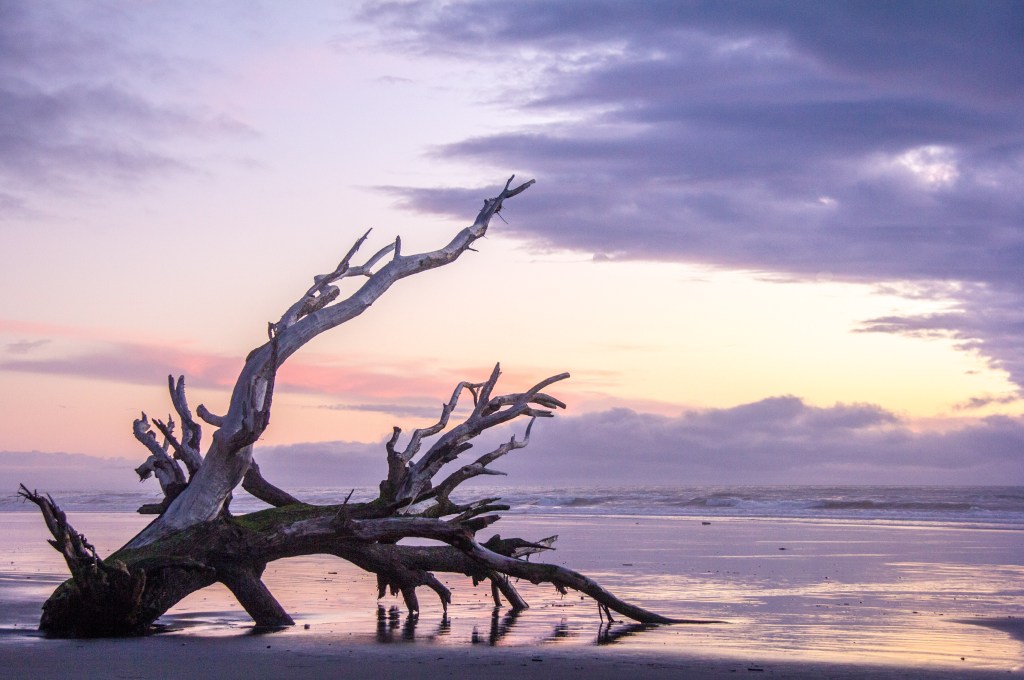A bit of driftwood beside the road at Himatangi, the beach is a road remember?