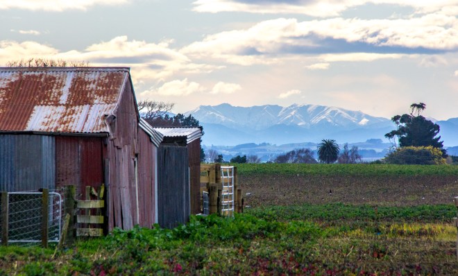 Old barn, farm paddocks and the Ruahine Ranges. Stark light, morning tea time.