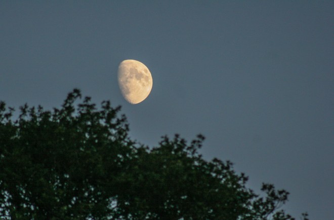 Half moon in leafy Surrey, England