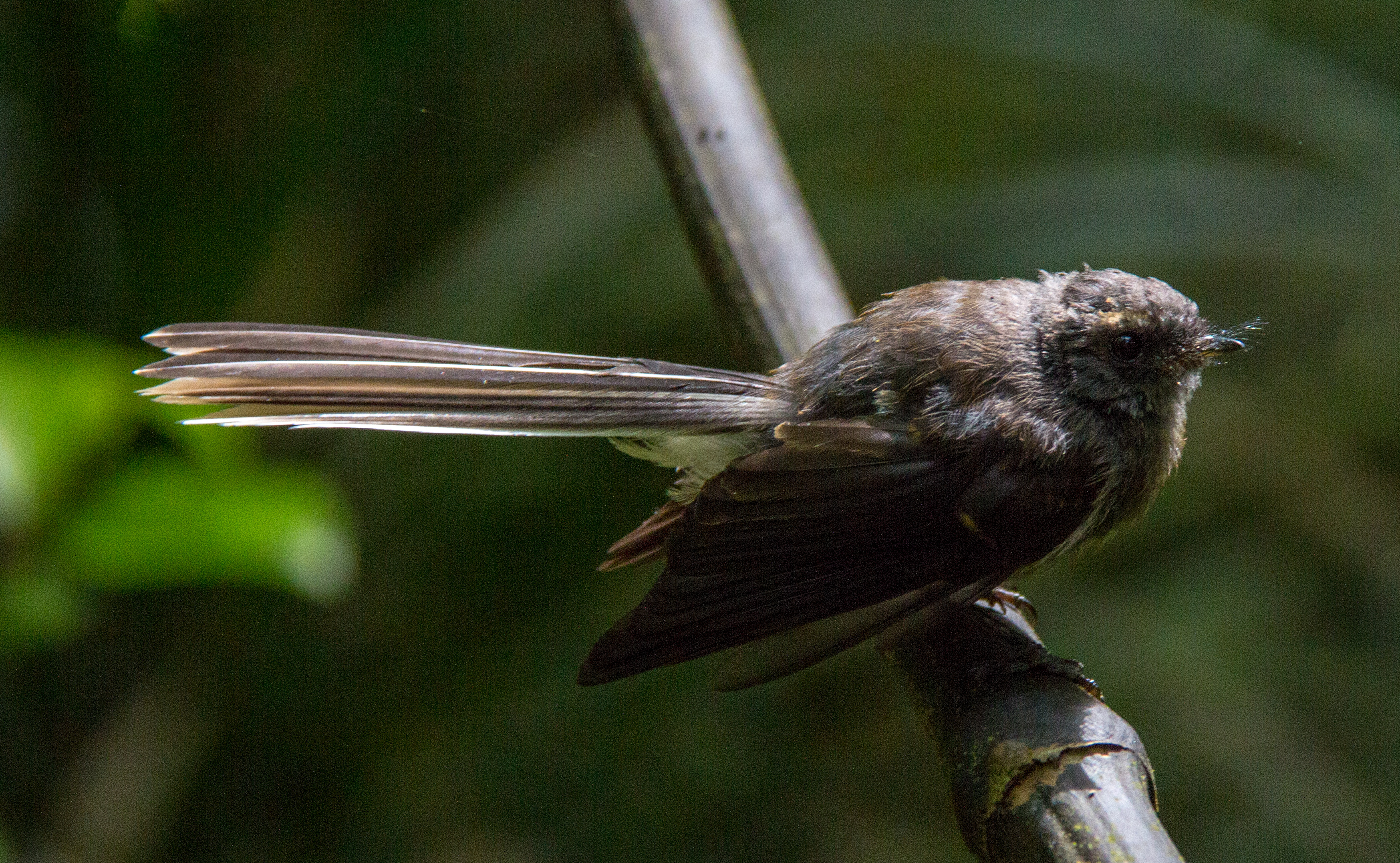 Fantail closer