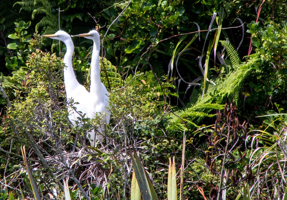 Two Heron babies