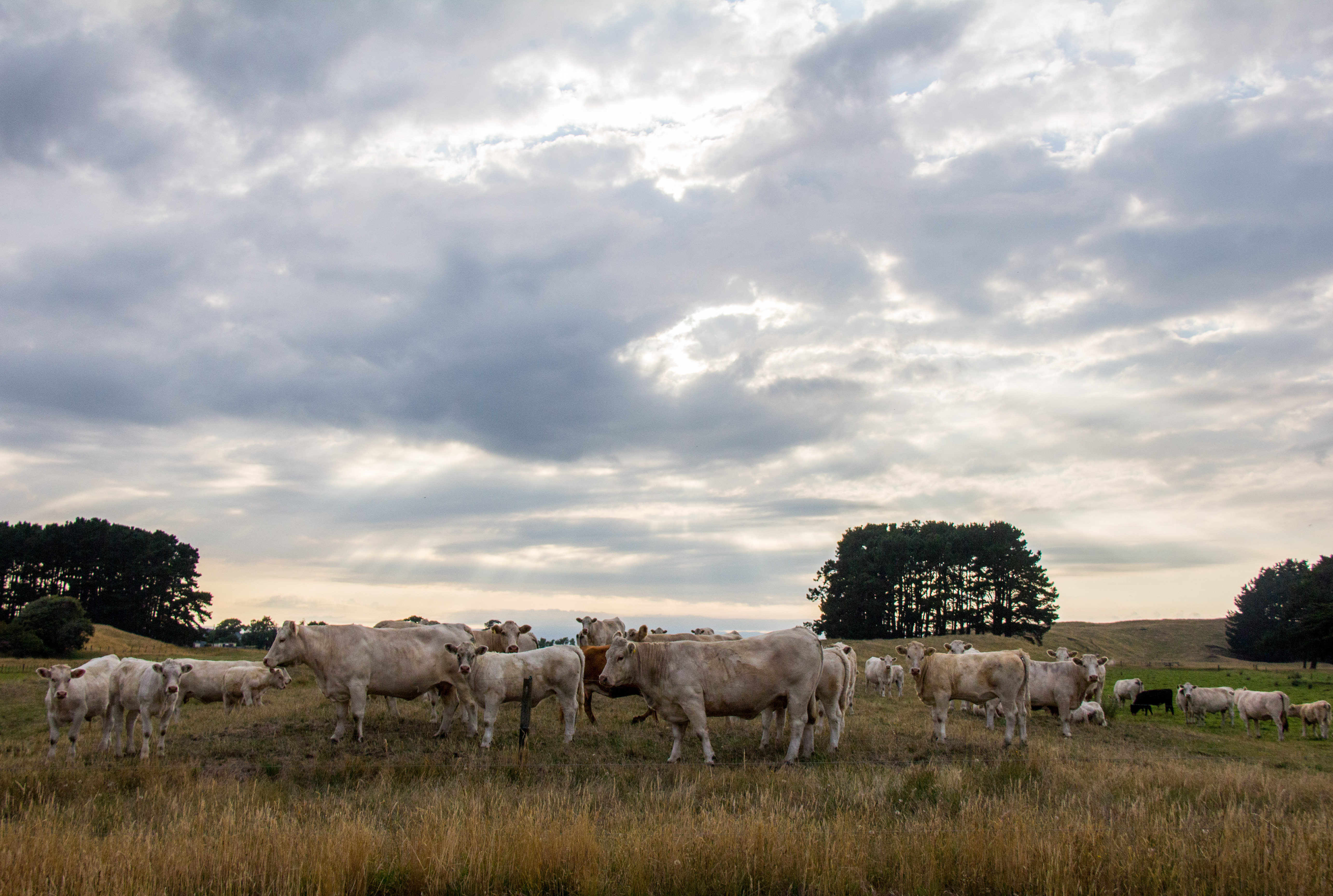 Charolais Cattle