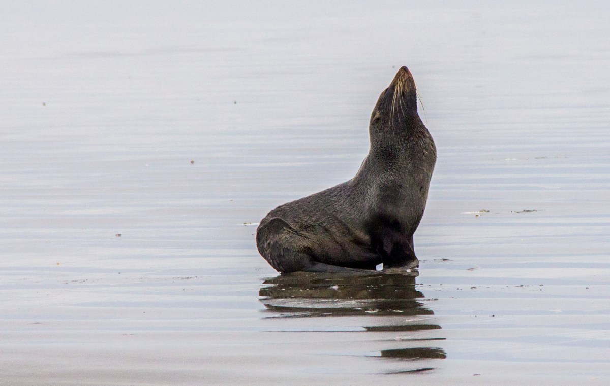 Fur Seal ignoring