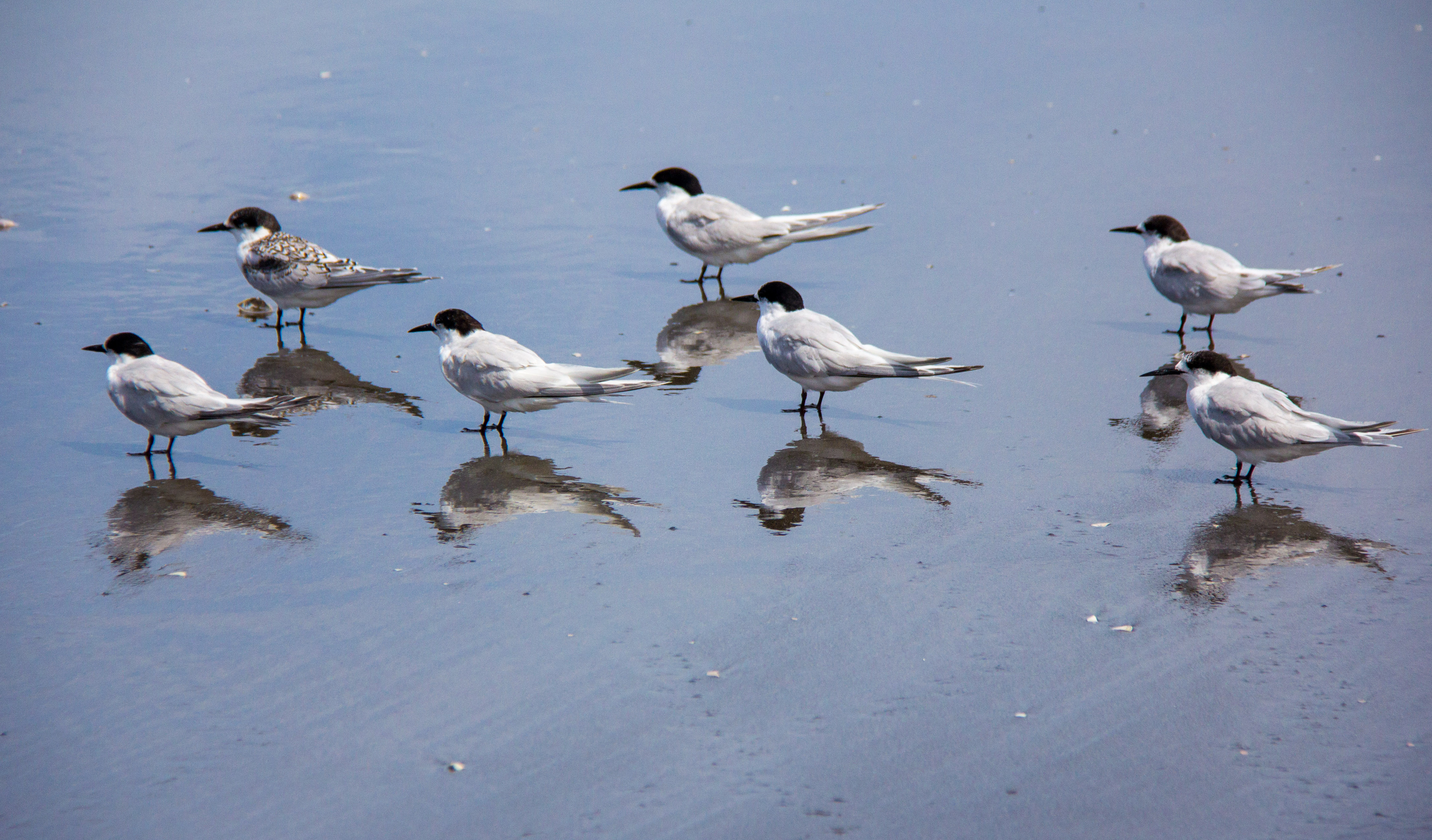 Tern reflection focus