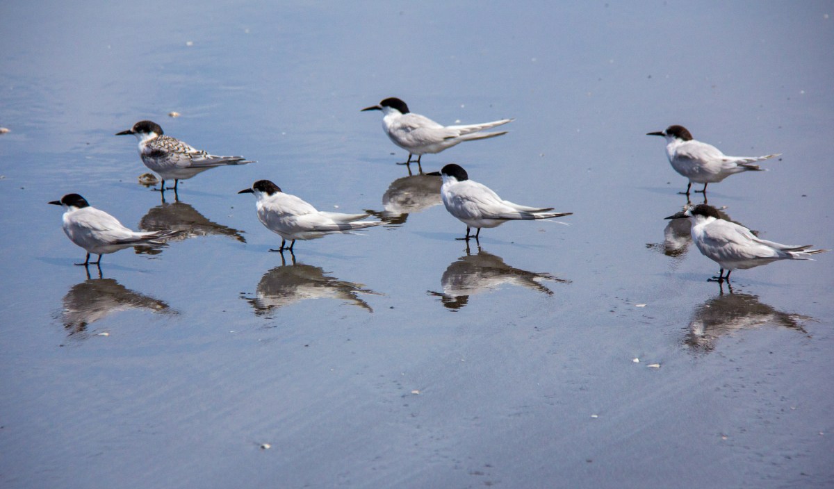 Tern reflection focus