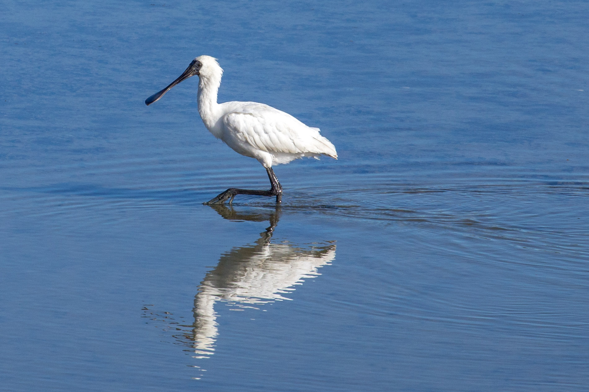 Spoonbill wading