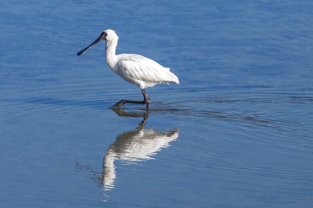 Spoonbill wading