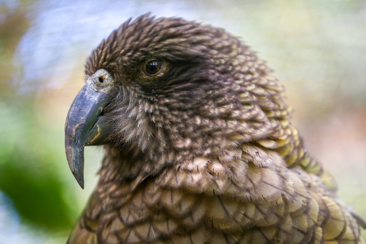 kea-face