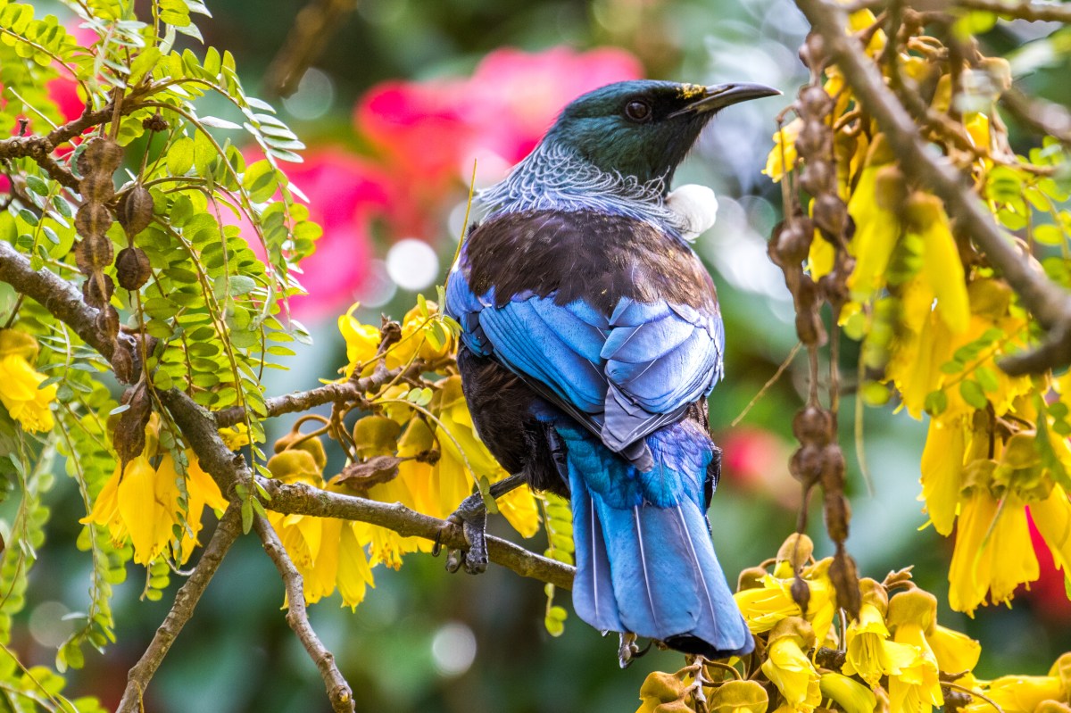 kowhai-tui
