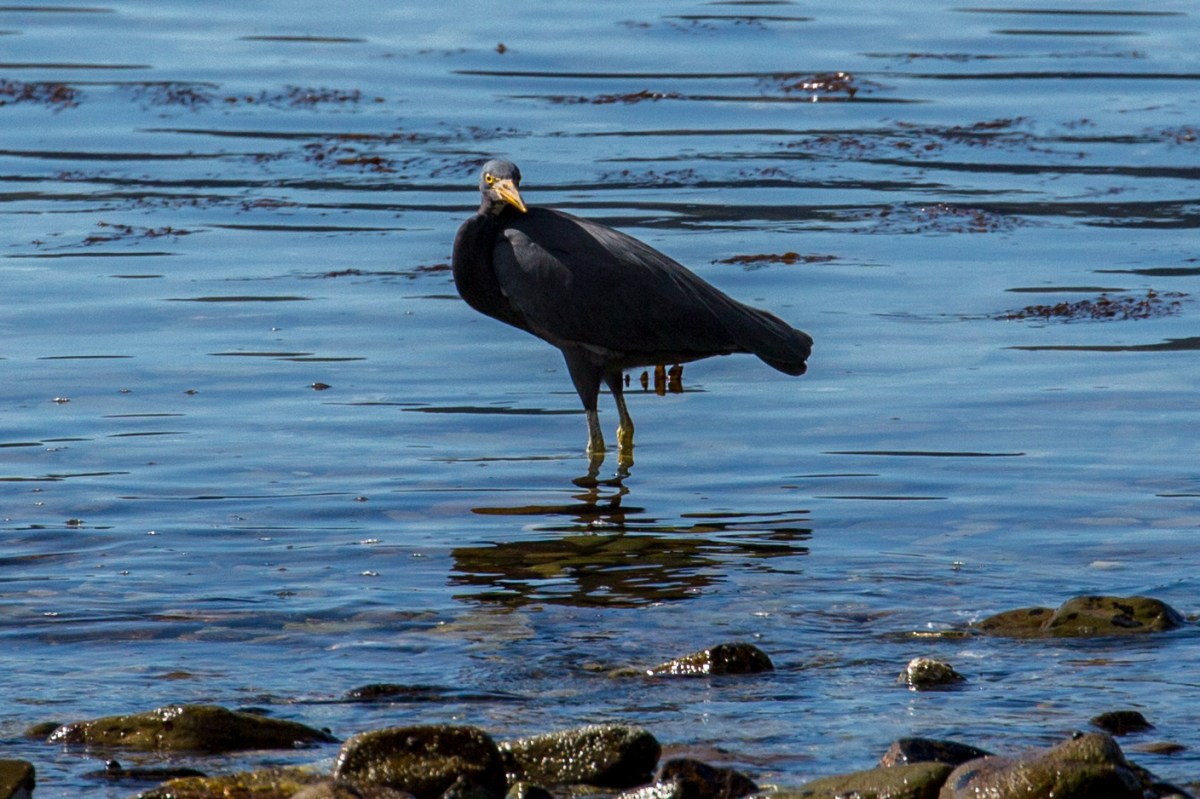 reef-heron