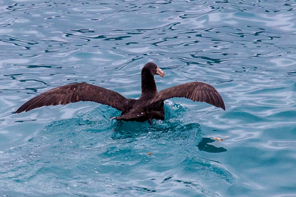 southern-giant-petrel