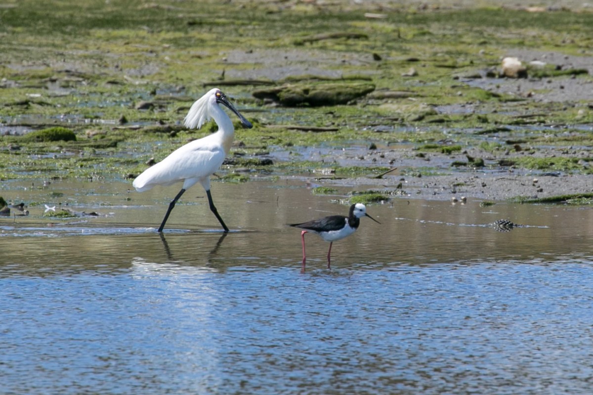 spoonbill-and-stilt