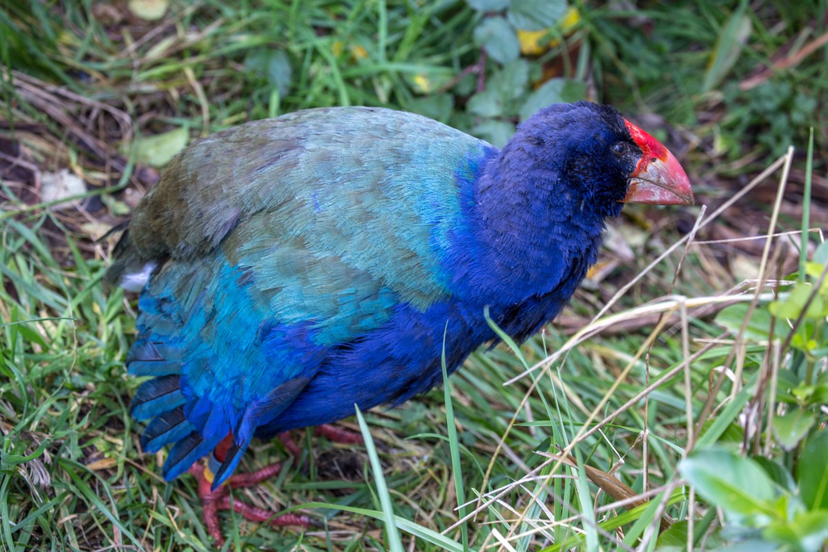 takahe-colours