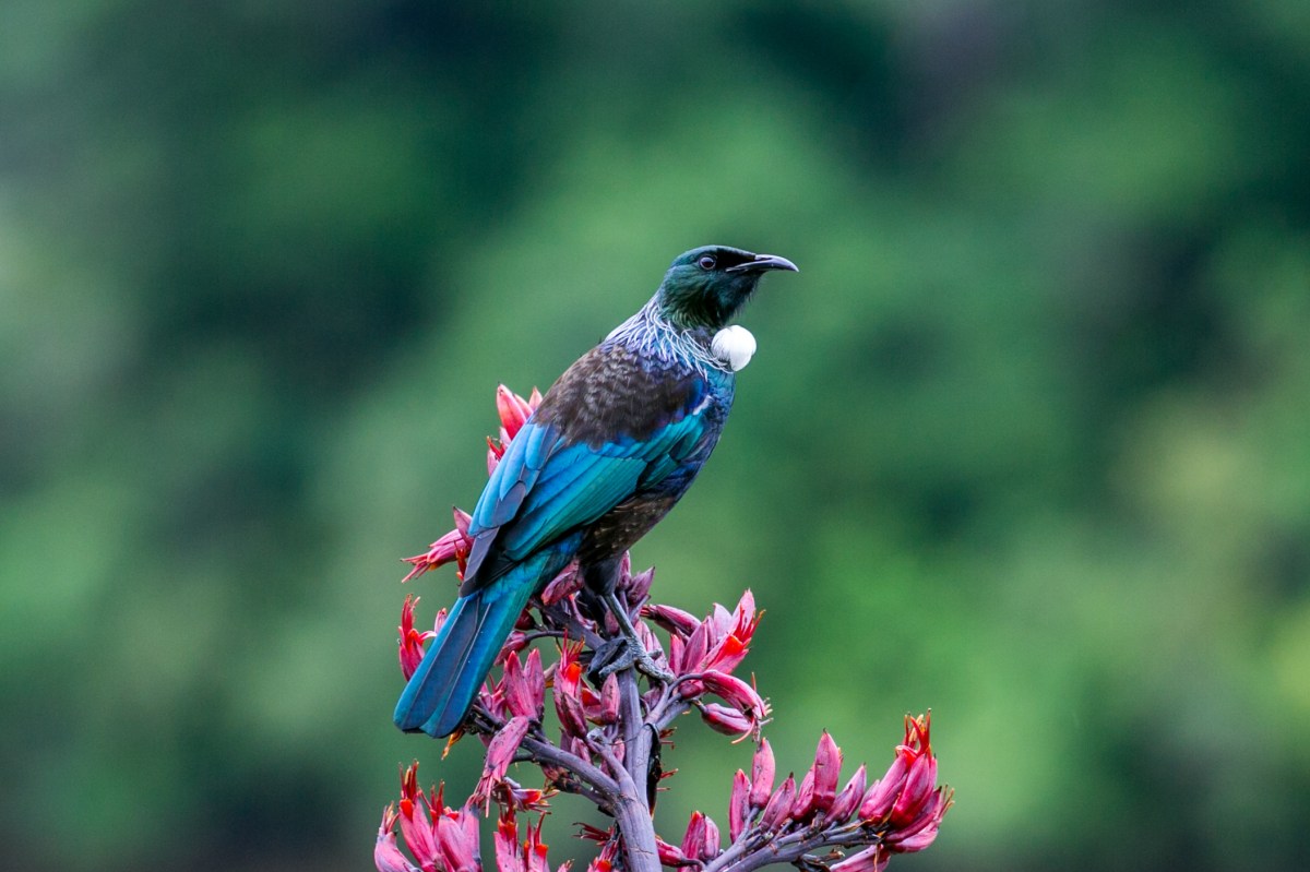tui-flax-awesome-pose