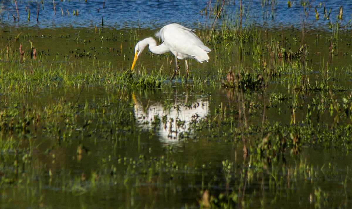 white-heron-sunday-admiring