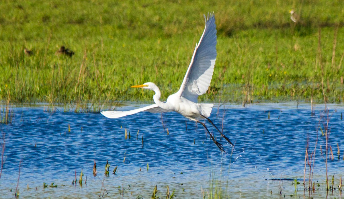 white-heron-sunday-flight