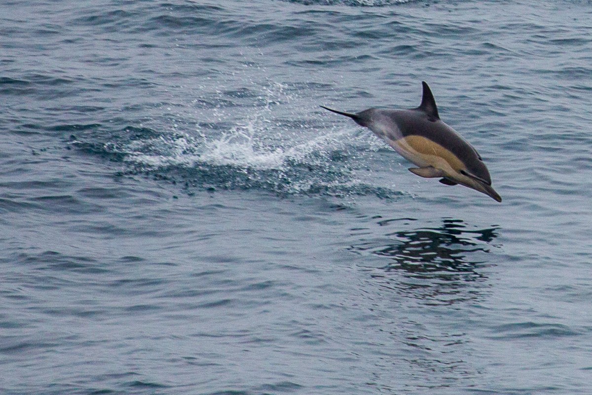 Ferry Dolphin dive