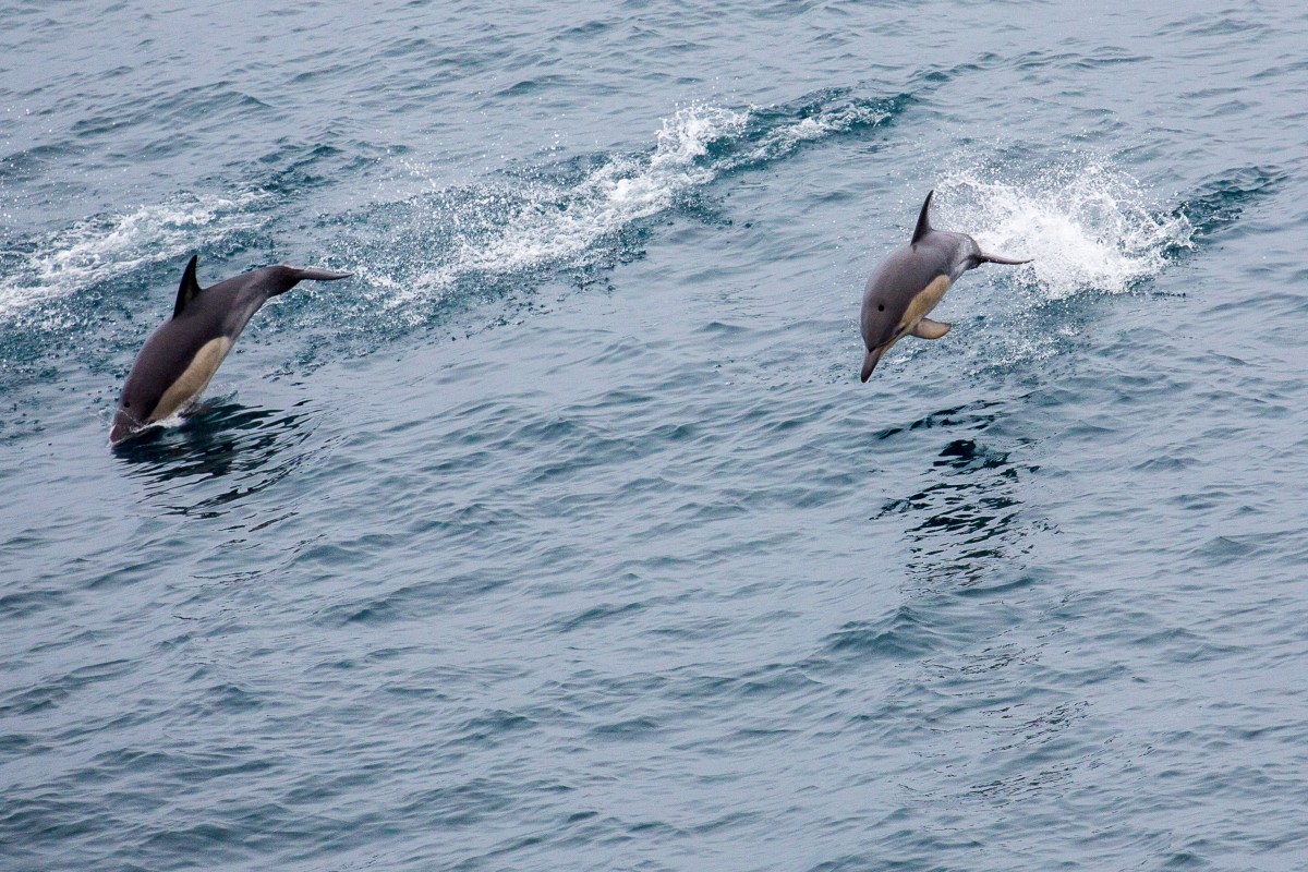 Ferry Dolphin double