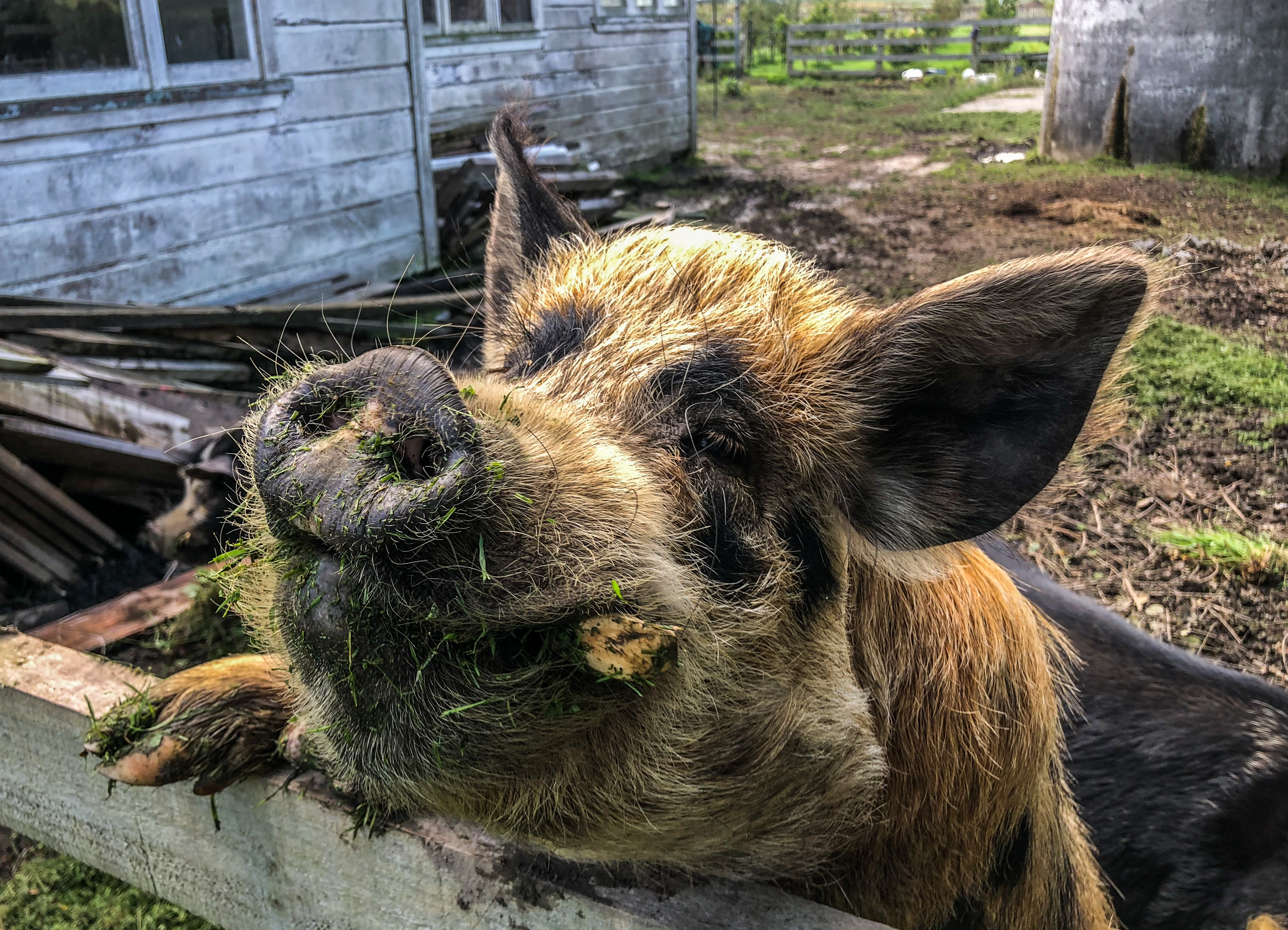 Kunekune