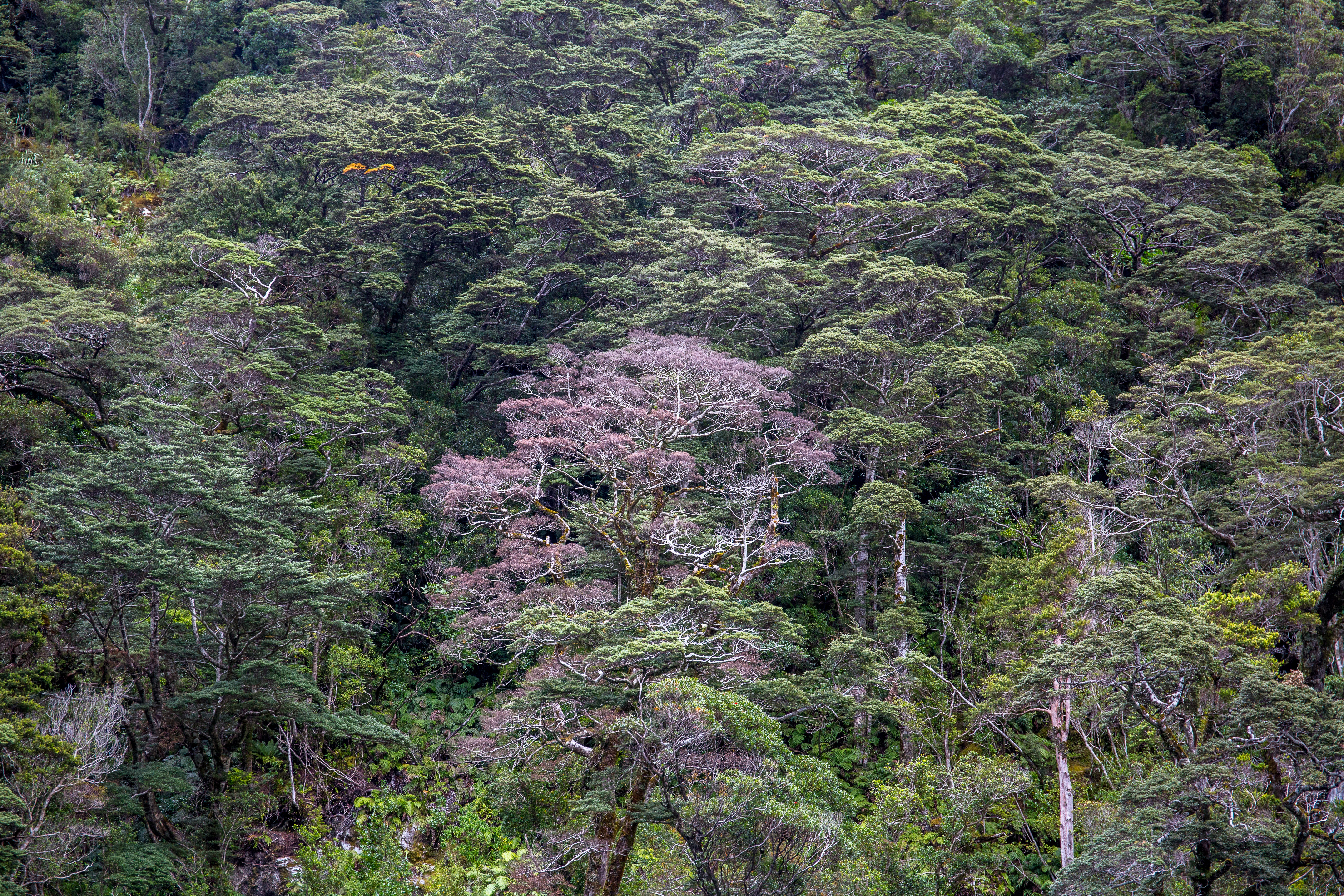 Doubtful Sound Forest