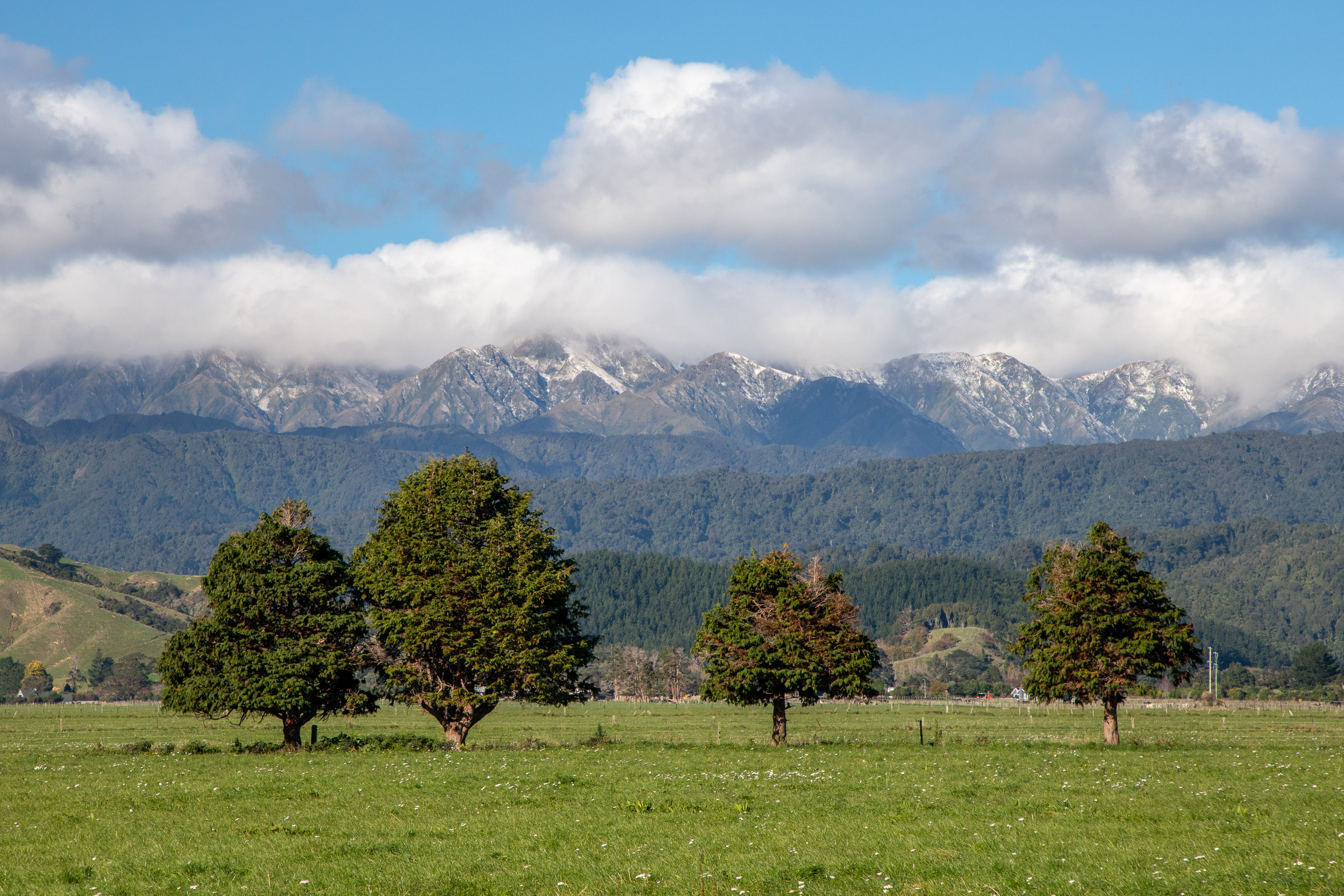 Trees and Tararuas