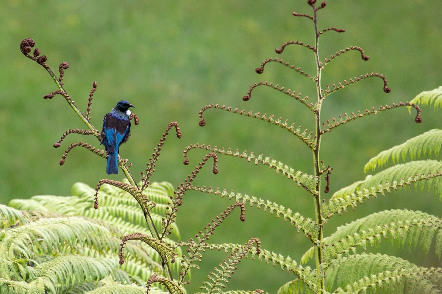 Tui and fern