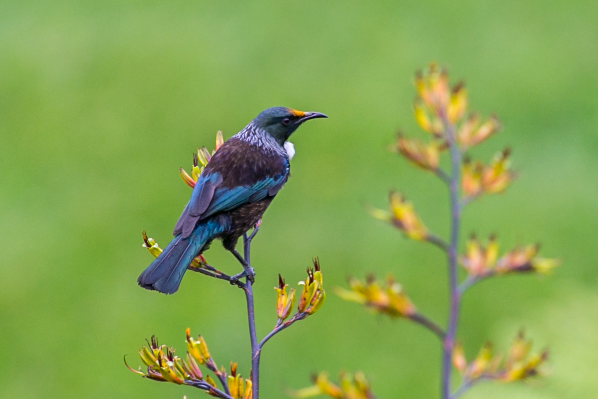 Tui and Flax