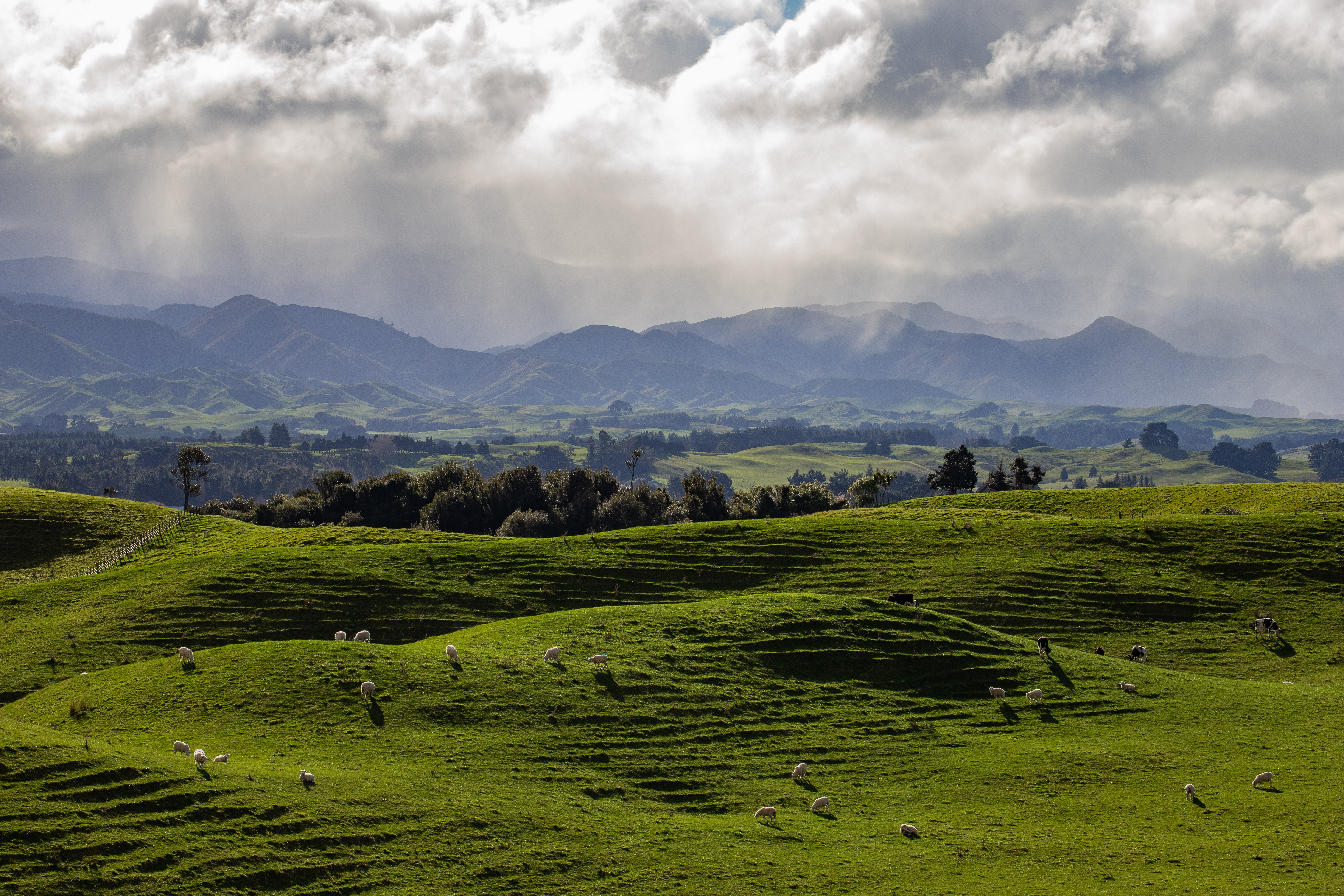 Sheep and Clouds