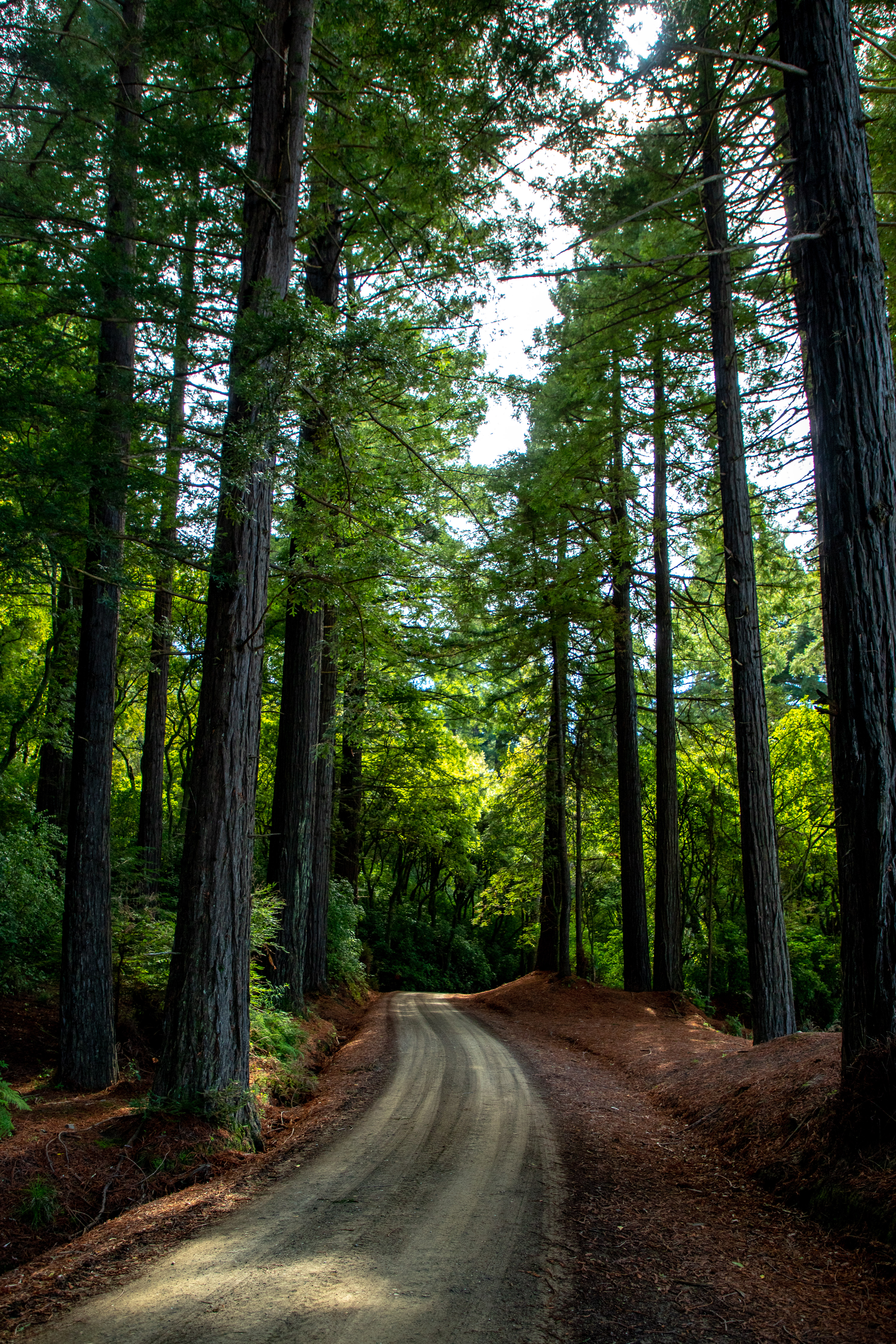 Tree lined driveway tall